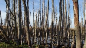 Podwodny świat olsy w Karczewku - zdjęcie 12