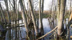 Podwodny świat olsy w Karczewku - zdjęcie 13