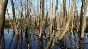 Podwodny świat olsy w Karczewku - zdjęcie 14