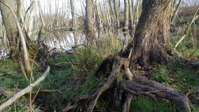 Podwodny świat olsy w Karczewku - zdjęcie 15