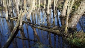 Podwodny świat olsy w Karczewku - zdjęcie 16