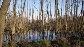 Podwodny świat olsy w Karczewku - zdjęcie 17