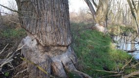 Podwodny świat olsy w Karczewku - zdjęcie 18