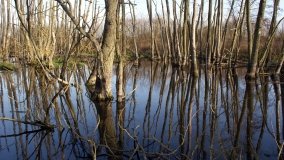 Podwodny świat olsy w Karczewku - zdjęcie 19