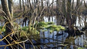 Podwodny świat olsy w Karczewku - zdjęcie 20