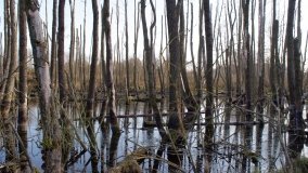 Podwodny świat olsy w Karczewku - zdjęcie 21