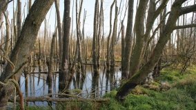 Podwodny świat olsy w Karczewku - zdjęcie 22
