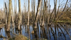 Podwodny świat olsy w Karczewku - zdjęcie 23