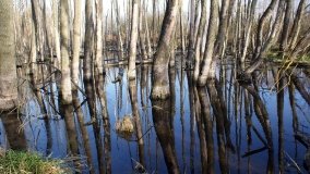 Podwodny świat olsy w Karczewku - zdjęcie 24