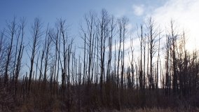 Podwodny świat olsy w Karczewku - zdjęcie 25