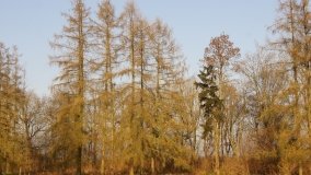 Dwór w Gocanowie z łożem, na którym sypiał cesarz Napoleon - zdjęcie 10