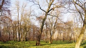 Dwór w Gocanowie z łożem, na którym sypiał cesarz Napoleon - zdjęcie 4