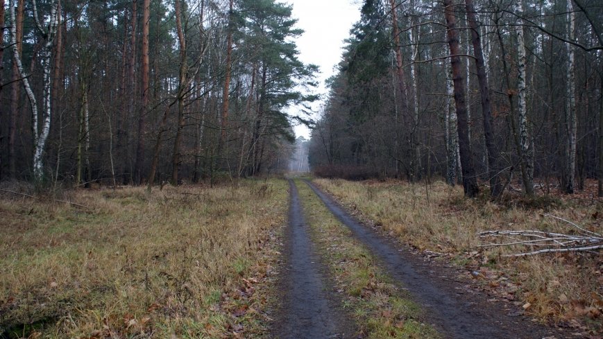 Legendarna polana, legendarny dąb w Kobylnicy - zdjęcie 1