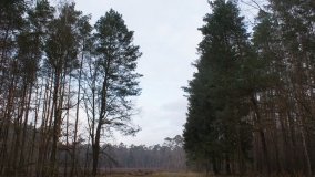 Legendarna polana, legendarny dąb w Kobylnicy - zdjęcie 2