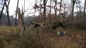 Legendarna polana, legendarny dąb w Kobylnicy - zdjęcie 4