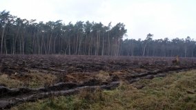 Legendarna polana, legendarny dąb w Kobylnicy - zdjęcie 5