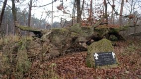 Legendarna polana, legendarny dąb w Kobylnicy - zdjęcie 7