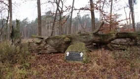 Legendarna polana, legendarny dąb w Kobylnicy - zdjęcie 8