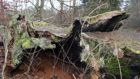 Legendarna polana, legendarny dąb w Kobylnicy - zdjęcie 9