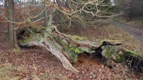 Legendarna polana, legendarny dąb w Kobylnicy - zdjęcie 10