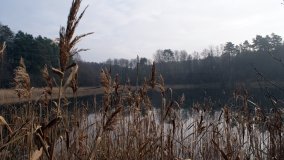 Bobrowa stołówka, czyli Rezerwat Jeziora Czarnego - zdjęcie 37