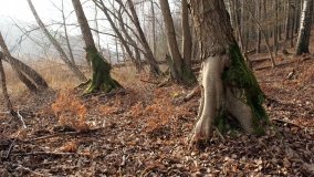 Bobrowa stołówka, czyli Rezerwat Jeziora Czarnego - zdjęcie 36