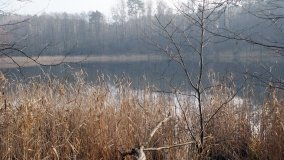 Bobrowa stołówka, czyli Rezerwat Jeziora Czarnego - zdjęcie 34