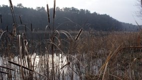 Bobrowa stołówka, czyli Rezerwat Jeziora Czarnego - zdjęcie 33