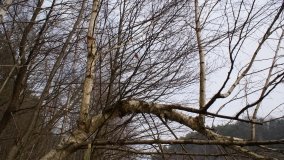 Bobrowa stołówka, czyli Rezerwat Jeziora Czarnego - zdjęcie 32