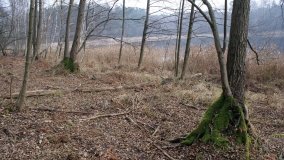 Bobrowa stołówka, czyli Rezerwat Jeziora Czarnego - zdjęcie 30