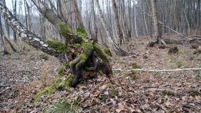 Bobrowa stołówka, czyli Rezerwat Jeziora Czarnego - zdjęcie 26