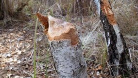 Bobrowa stołówka, czyli Rezerwat Jeziora Czarnego - zdjęcie 25