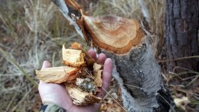 Bobrowa stołówka, czyli Rezerwat Jeziora Czarnego - zdjęcie 23