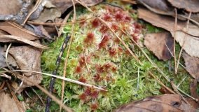 Bobrowa stołówka, czyli Rezerwat Jeziora Czarnego - zdjęcie 22