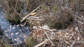 Bobrowa stołówka, czyli Rezerwat Jeziora Czarnego - zdjęcie 21