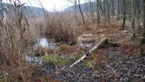 Bobrowa stołówka, czyli Rezerwat Jeziora Czarnego - zdjęcie 20