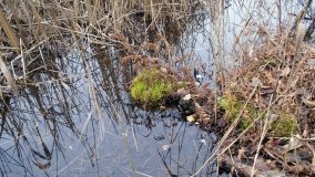 Bobrowa stołówka, czyli Rezerwat Jeziora Czarnego - zdjęcie 19