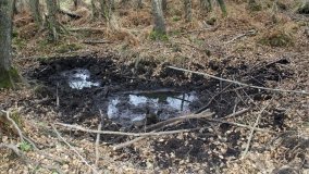 Bobrowa stołówka, czyli Rezerwat Jeziora Czarnego - zdjęcie 16