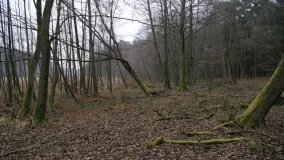 Bobrowa stołówka, czyli Rezerwat Jeziora Czarnego - zdjęcie 17