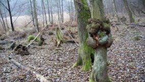 Bobrowa stołówka, czyli Rezerwat Jeziora Czarnego - zdjęcie 18