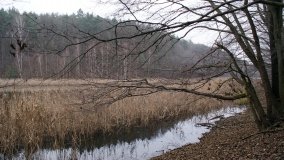 Bobrowa stołówka, czyli Rezerwat Jeziora Czarnego - zdjęcie 15