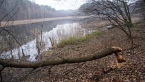 Bobrowa stołówka, czyli Rezerwat Jeziora Czarnego - zdjęcie 14