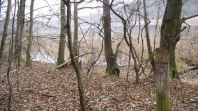 Bobrowa stołówka, czyli Rezerwat Jeziora Czarnego - zdjęcie 12