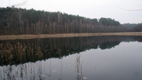 Bobrowa stołówka, czyli Rezerwat Jeziora Czarnego - zdjęcie 13