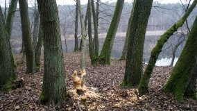 Bobrowa stołówka, czyli Rezerwat Jeziora Czarnego - zdjęcie 11