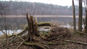 Bobrowa stołówka, czyli Rezerwat Jeziora Czarnego - zdjęcie 10