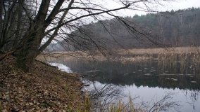 Bobrowa stołówka, czyli Rezerwat Jeziora Czarnego - zdjęcie 9