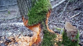 Bobrowa stołówka, czyli Rezerwat Jeziora Czarnego - zdjęcie 5