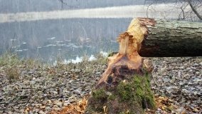 Bobrowa stołówka, czyli Rezerwat Jeziora Czarnego - zdjęcie 6