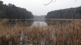 Bobrowa stołówka, czyli Rezerwat Jeziora Czarnego - zdjęcie 4